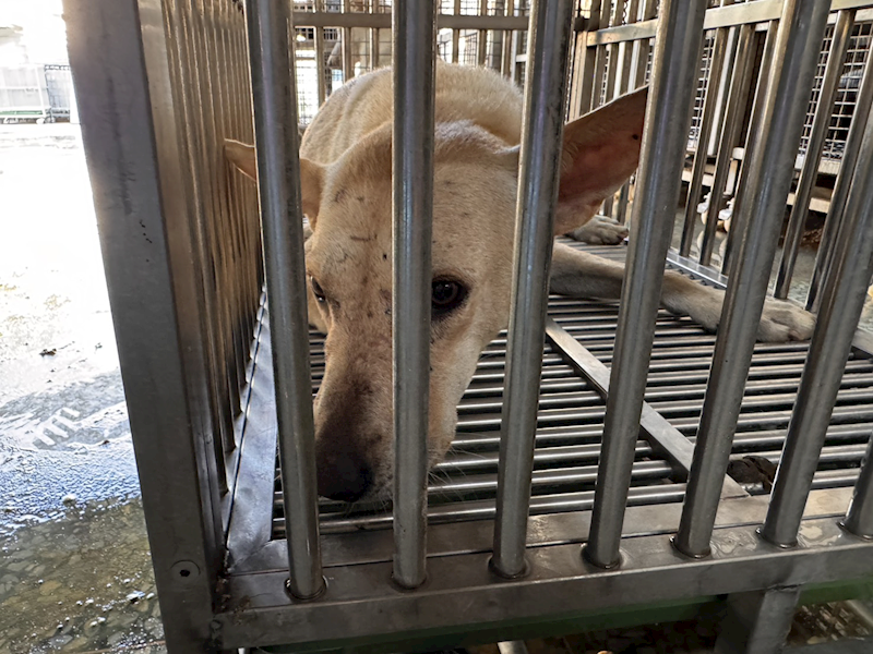 臺南市動物之家善化站,編號:451825, 混種犬          