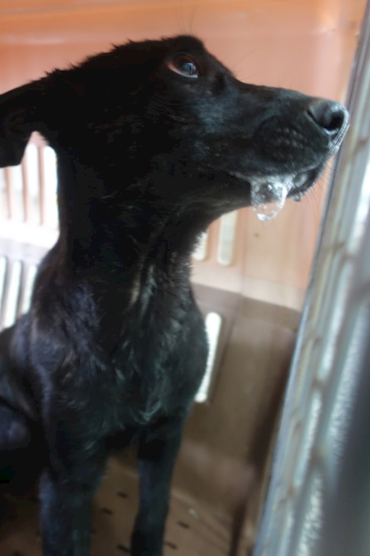 宜蘭縣流浪動物中途之家,編號:452121, 混種犬          