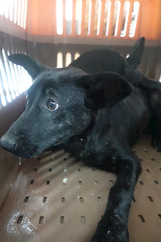 宜蘭縣流浪動物中途之家,編號:452118, 混種犬          