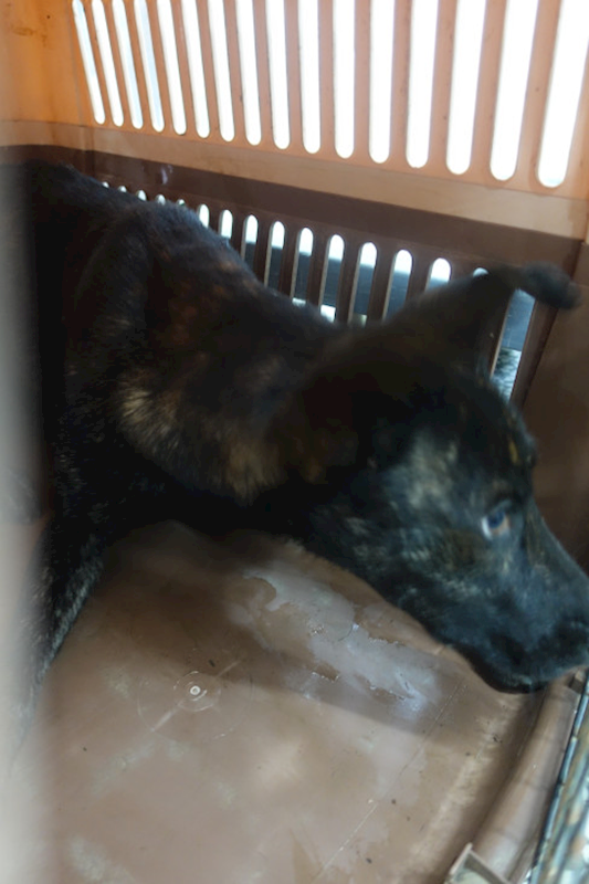 宜蘭縣流浪動物中途之家,編號:452117, 混種犬          