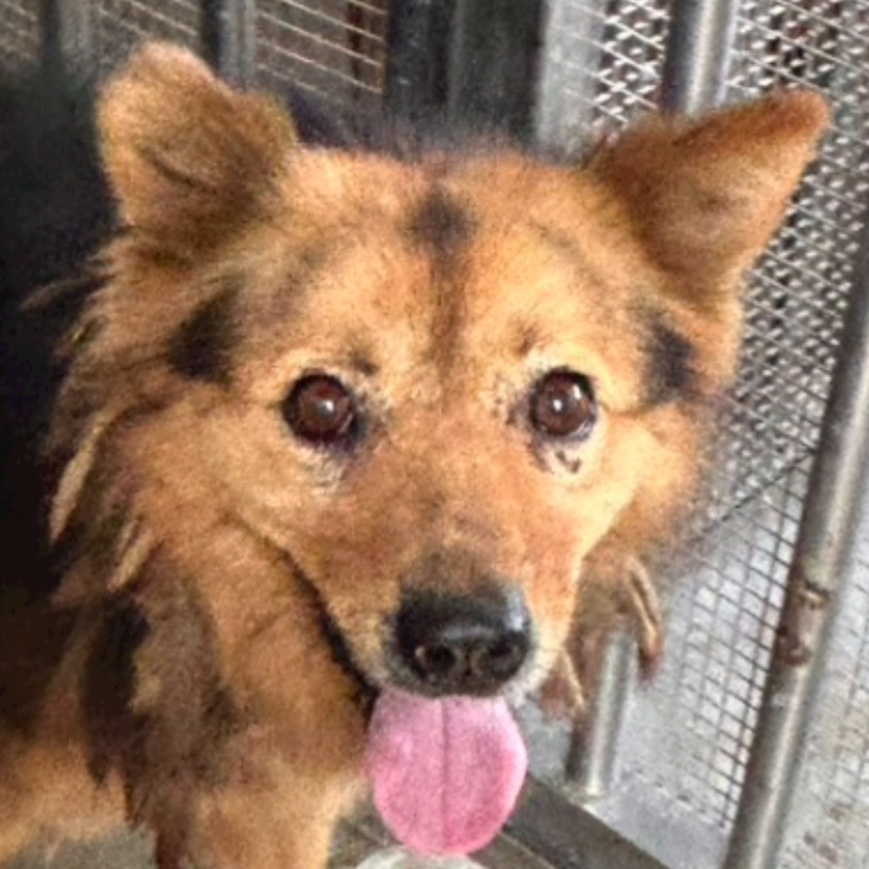 澎湖縣流浪動物收容中心,編號:450050, 混種犬          