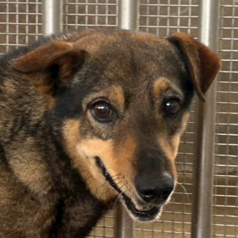 澎湖縣流浪動物收容中心,編號:450051, 混種犬          