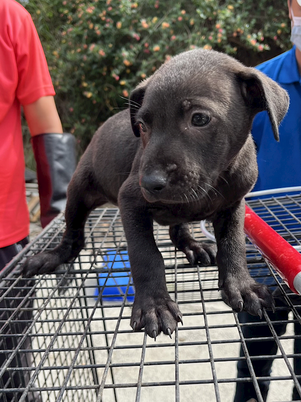 彰化縣流浪狗中途之家,編號:450697, 混種犬          