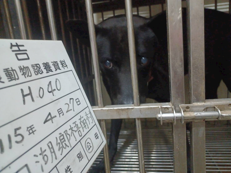 雲林縣流浪動物收容所,編號:451611, 混種犬          