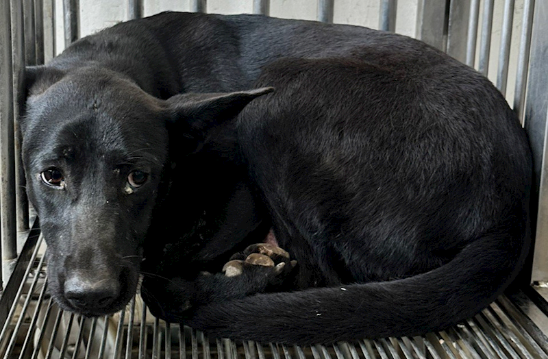 花蓮縣狗貓躍動園區,編號:448529, 混種犬          