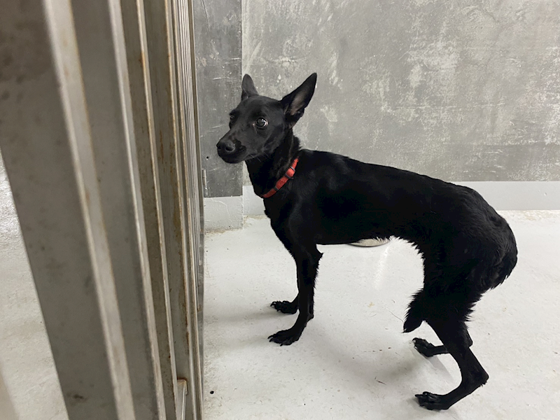 基隆市寵物銀行,編號:427030, 混種犬          