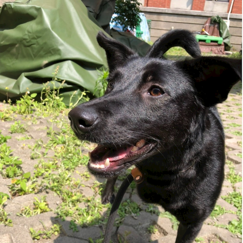 新竹縣動物保護教育園區,編號:292431, 混種犬          