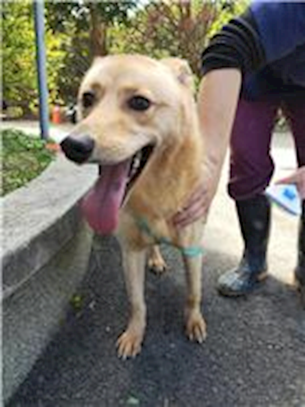 新竹縣動物保護教育園區,編號:272040, 混種犬          