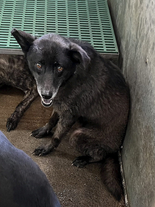 彰化縣流浪狗中途之家,編號:451791, 混種犬          