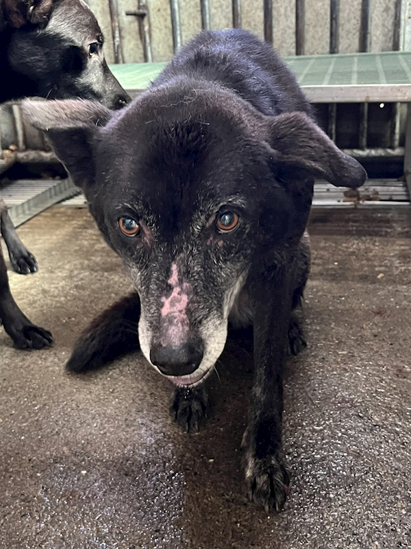 彰化縣流浪狗中途之家,編號:451792, 混種犬          