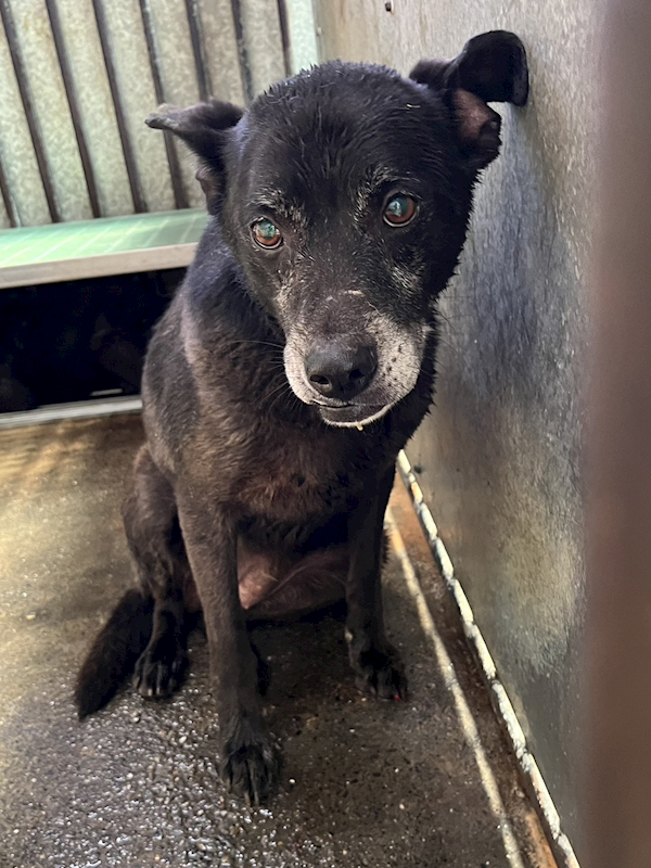 彰化縣流浪狗中途之家,編號:451793, 混種犬          