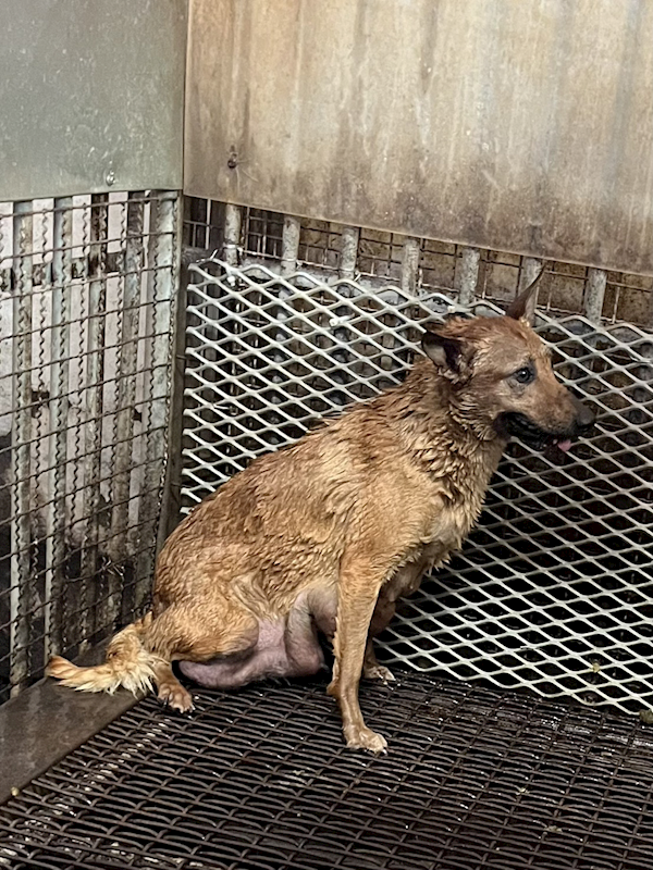 彰化縣流浪狗中途之家,編號:445755, 混種犬          