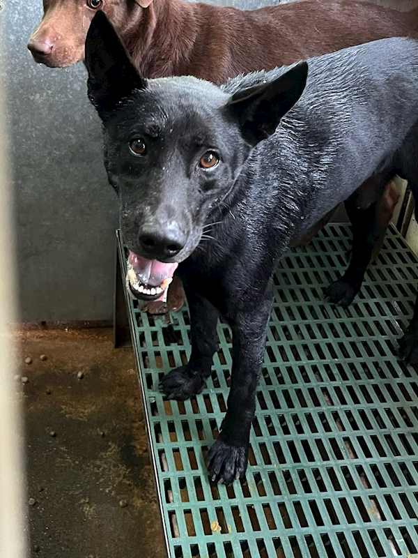彰化縣流浪狗中途之家,編號:448617, 混種犬          