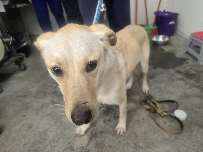 臺北市動物之家,編號:439508, 混種犬          
