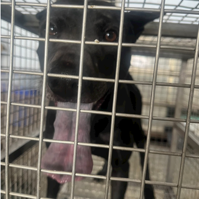 臺南市動物之家善化站,編號:452212, 混種犬          