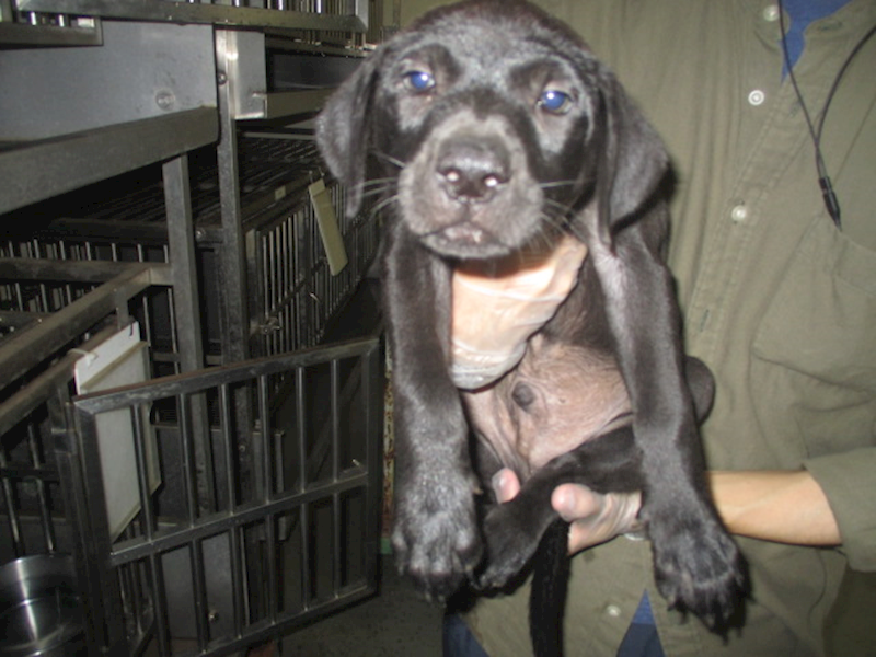 桃園市動物保護教育園區,編號:311443, 混種犬          