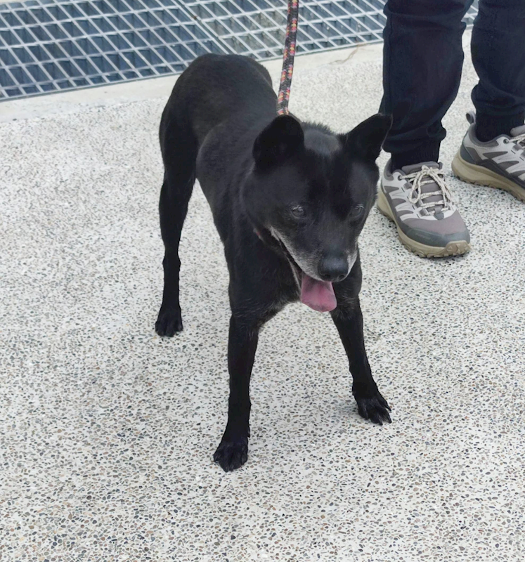 新北市中和區公立動物之家,編號:452202, 混種犬          