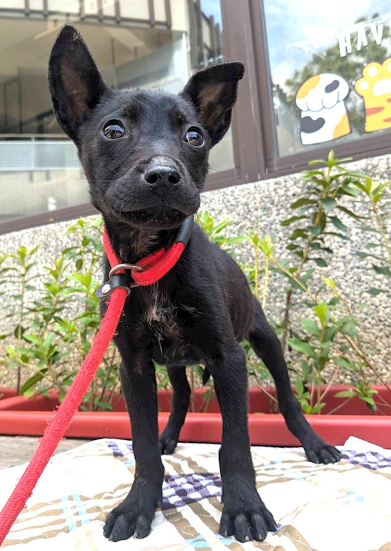 新竹縣動物保護教育園區,編號:450861, 混種犬          