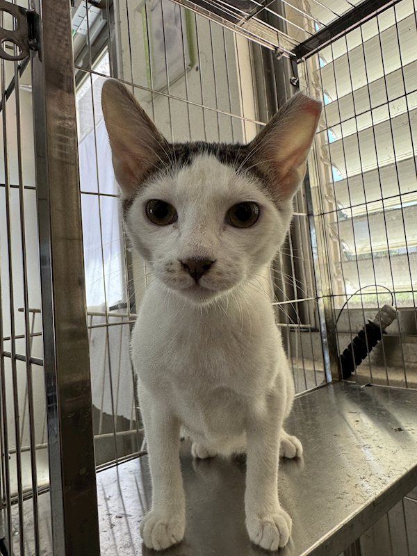 苗栗縣動物保護教育園區,編號:452194, 混種貓                 