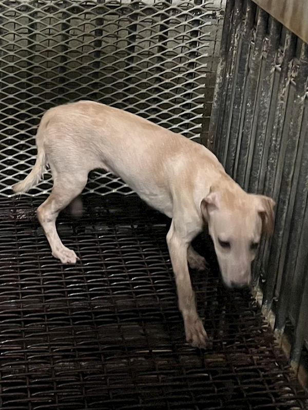 彰化縣流浪狗中途之家,編號:451544, 混種犬          