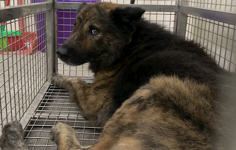 臺北市動物之家,編號:433789, 混種犬          