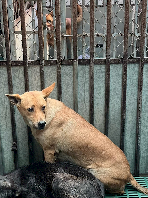 彰化縣流浪狗中途之家,編號:452240, 混種犬          