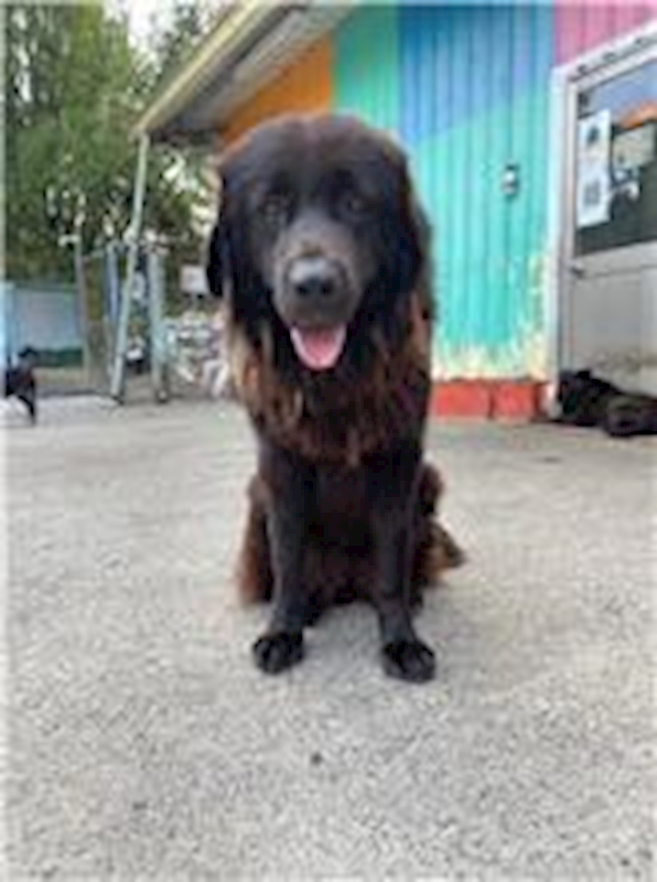 屏東縣公立犬貓中途之家,編號:277073, 獒犬        