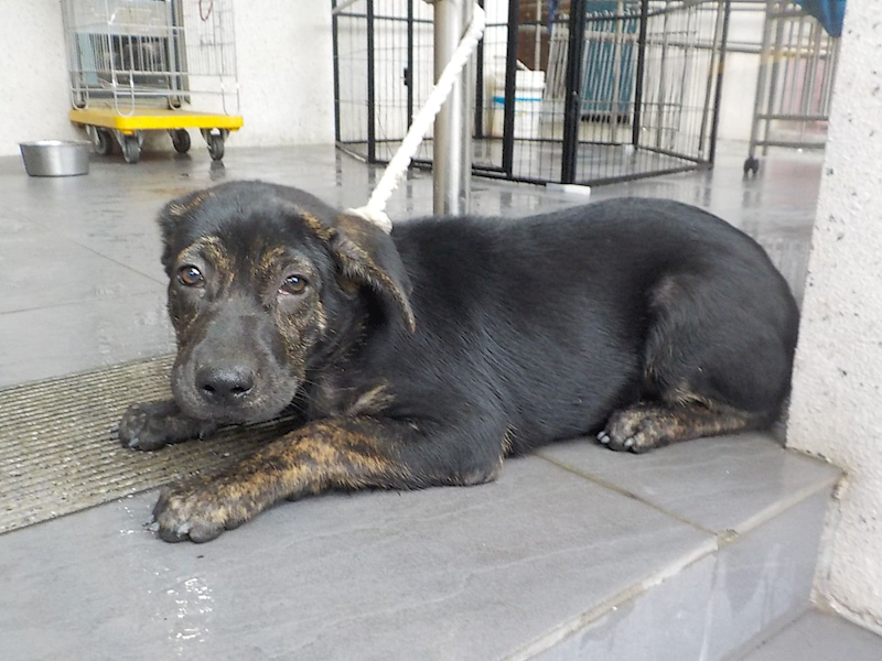 南投縣公立動物收容所,編號:451641, 混種犬          