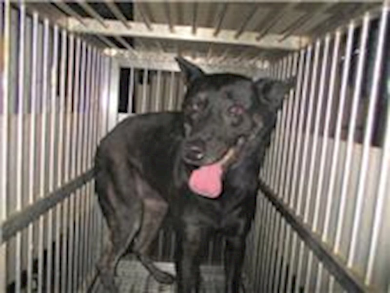桃園市動物保護教育園區,編號:239904, 混種犬          