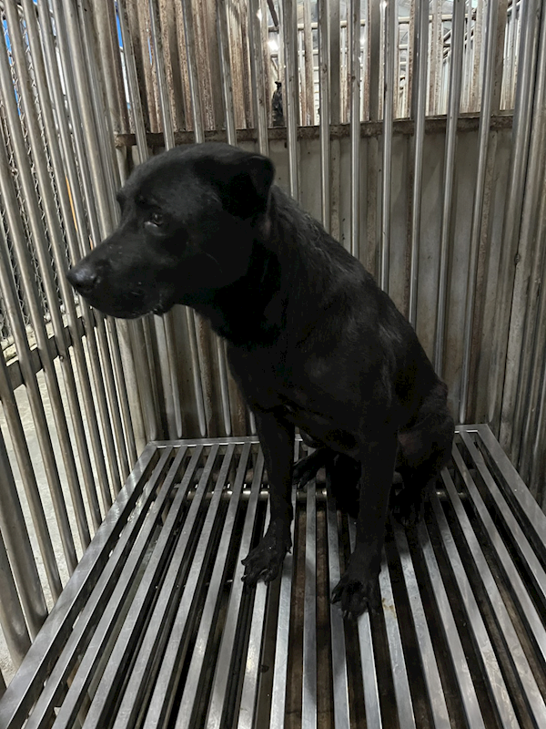 彰化縣流浪狗中途之家,編號:451391, 混種犬          