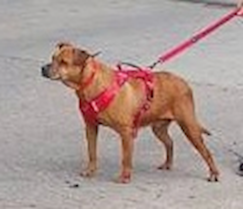 連江縣動物之家,編號:450404, 混種犬          