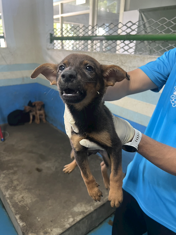 苗栗縣動物保護教育園區,編號:452320, 混種犬          
