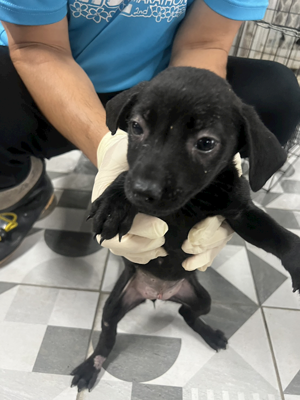 苗栗縣動物保護教育園區,編號:452334, 混種犬          