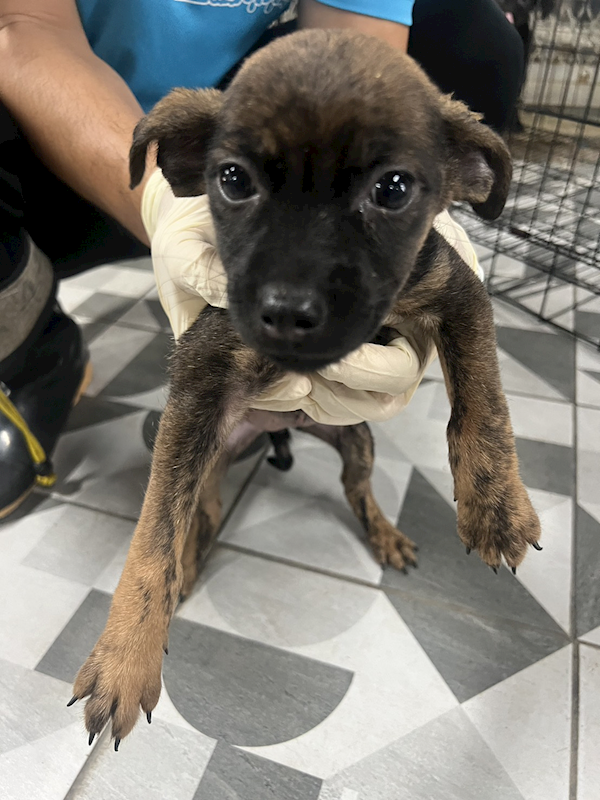 苗栗縣動物保護教育園區,編號:452331, 混種犬          