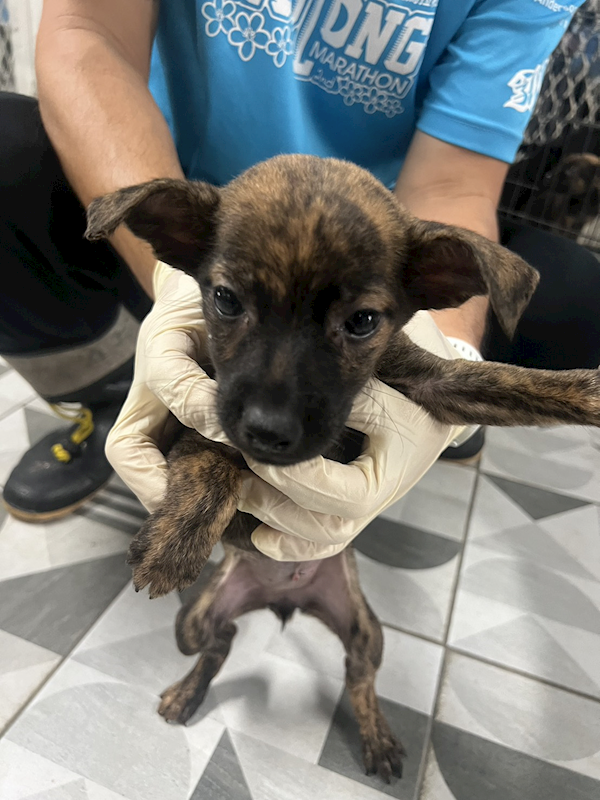 苗栗縣動物保護教育園區,編號:452329, 混種犬          