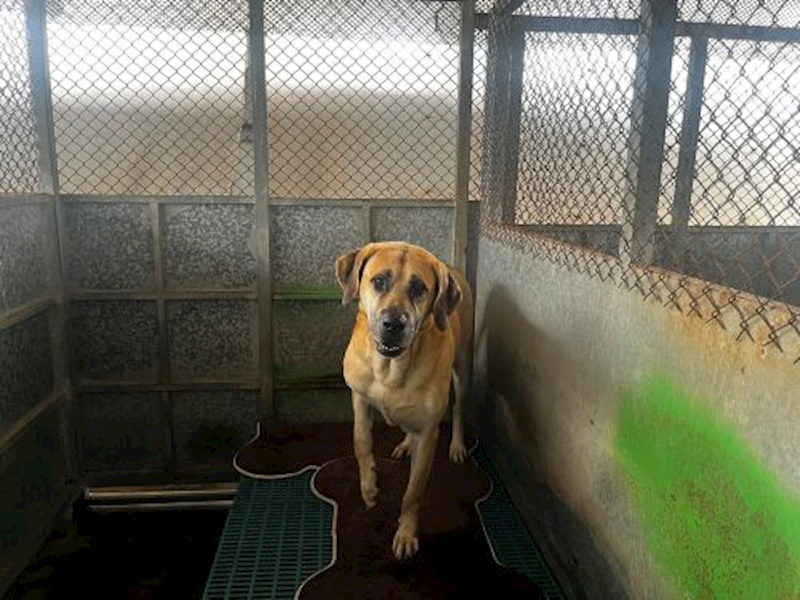 桃園市動物保護教育園區,編號:452377, 混種犬          