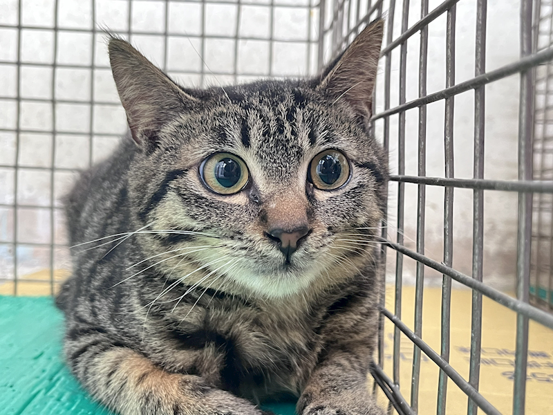 臺北市動物之家,編號:446117, 混種貓                 