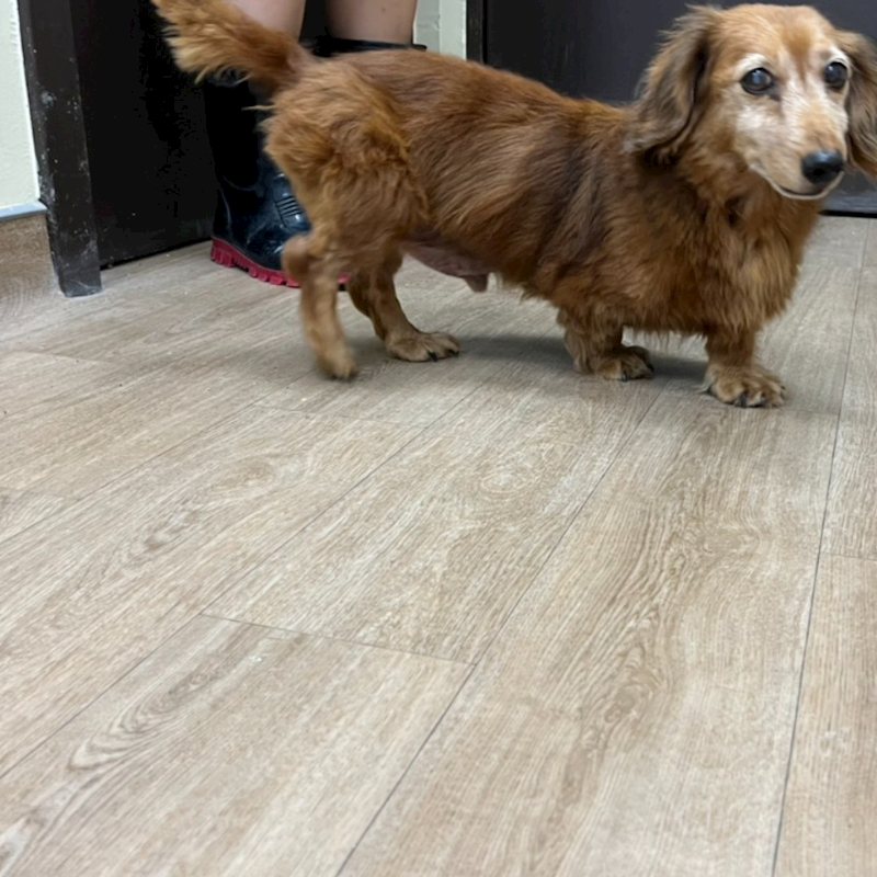 新北市瑞芳區公立動物之家,編號:452270, 長毛臘腸