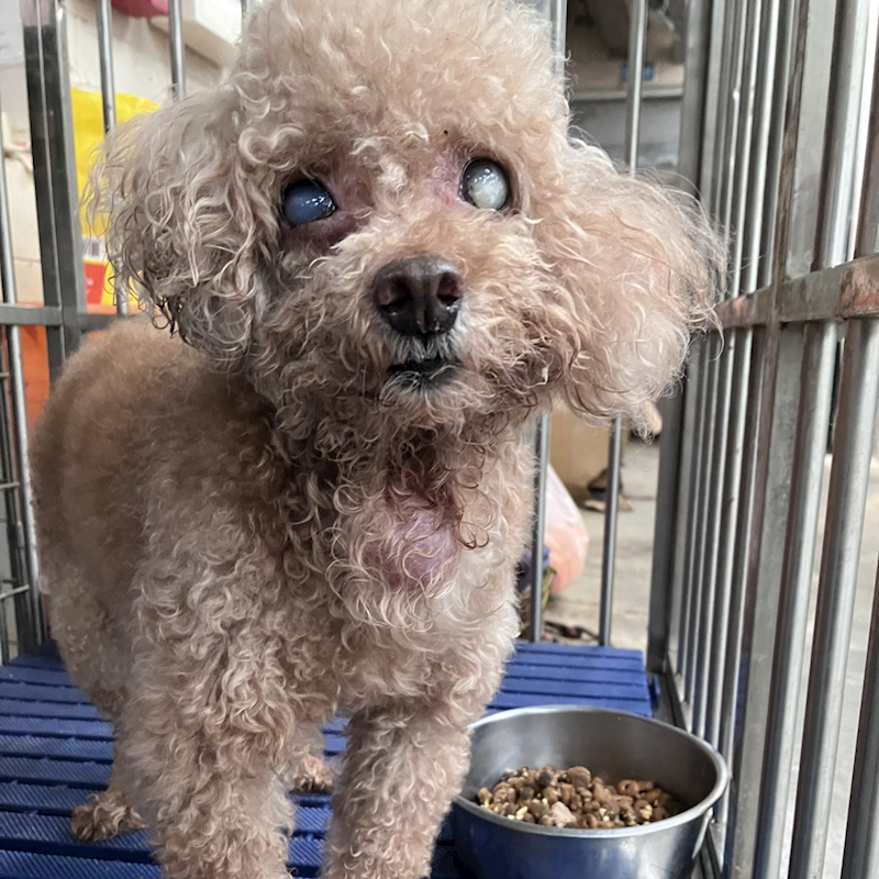 新北市新店區公立動物之家,編號:452561, 貴賓犬        