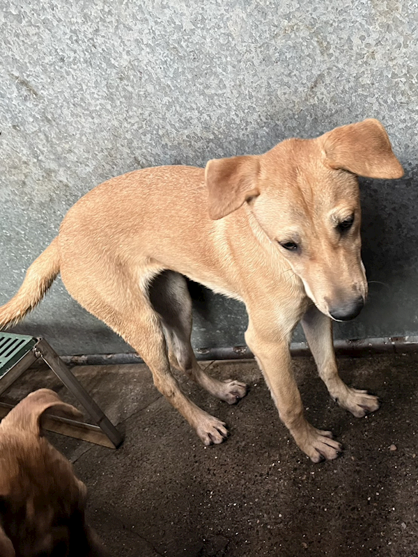 彰化縣流浪狗中途之家,編號:451327, 混種犬          