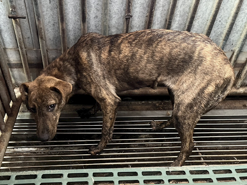 彰化縣流浪狗中途之家,編號:450876, 混種犬          