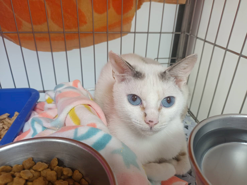 新北市板橋區公立動物之家,編號:452552, 混種貓                 