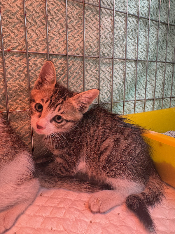 新北市八里區公立動物之家,編號:452476, 混種貓                 
