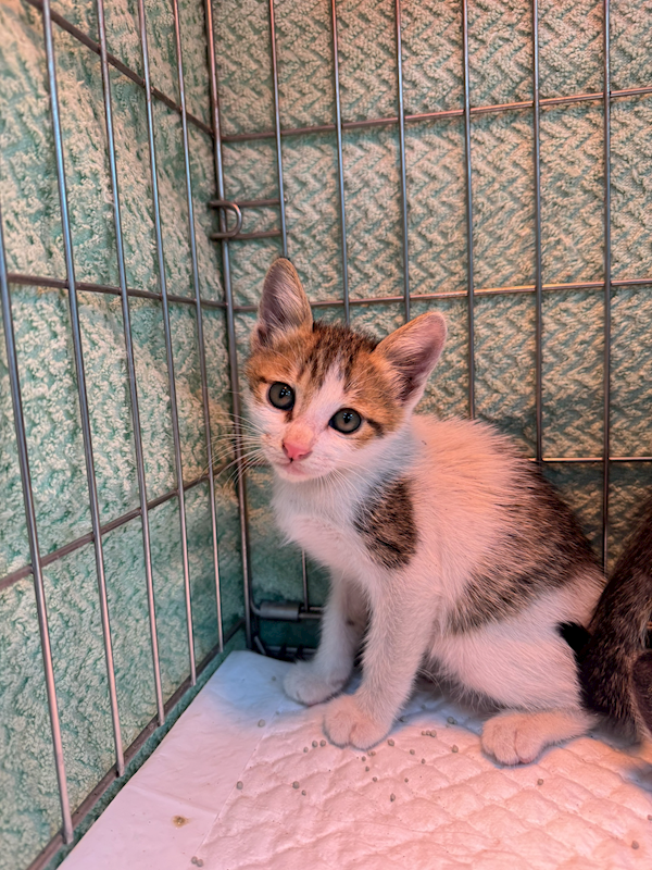 新北市八里區公立動物之家,編號:452475, 混種貓                 