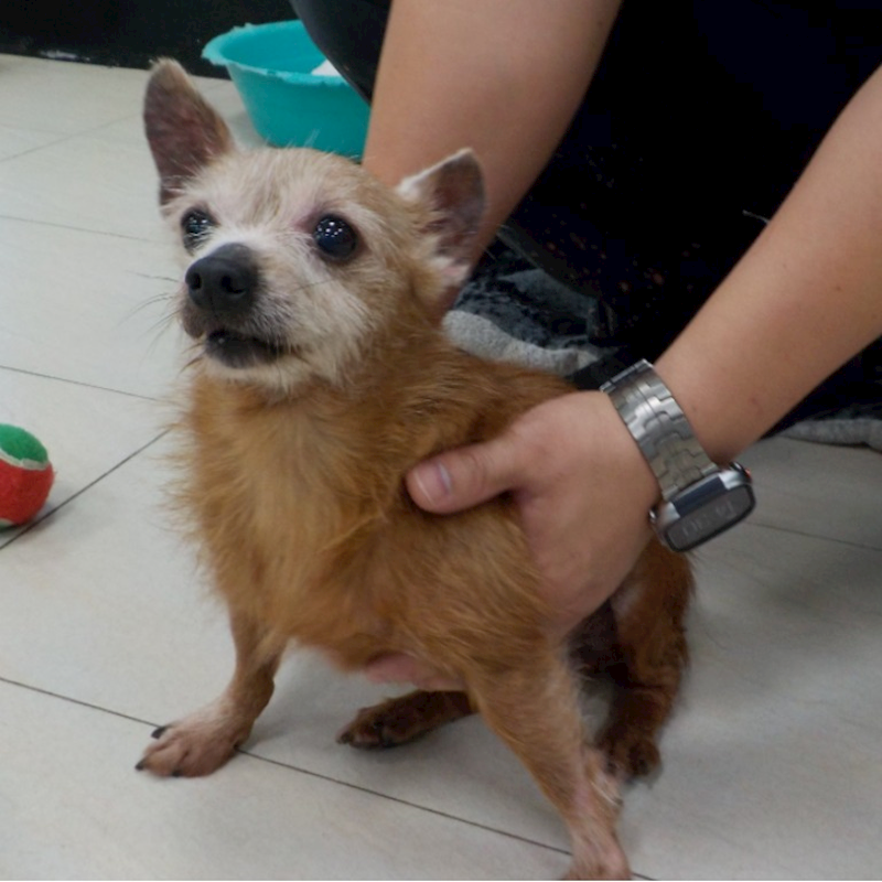 南投縣公立動物收容所,編號:439174, 混種犬          