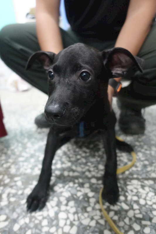 宜蘭縣流浪動物中途之家,編號:452500, 混種犬          