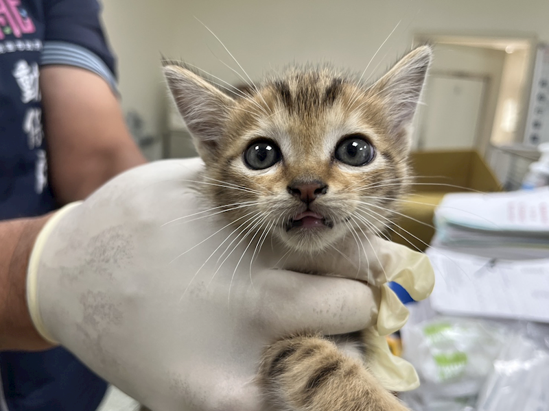 桃園市動物保護教育園區,編號:452483, 混種貓                 