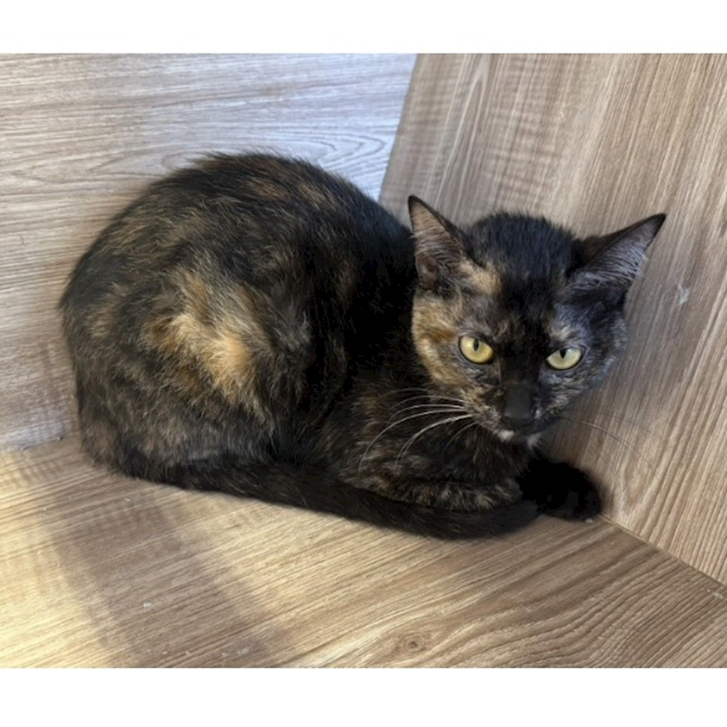 桃園市動物保護教育園區,編號:423911, 混種貓                 