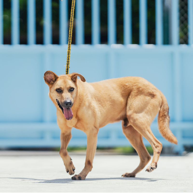 新北市八里區公立動物之家,編號:61826, 混種犬          