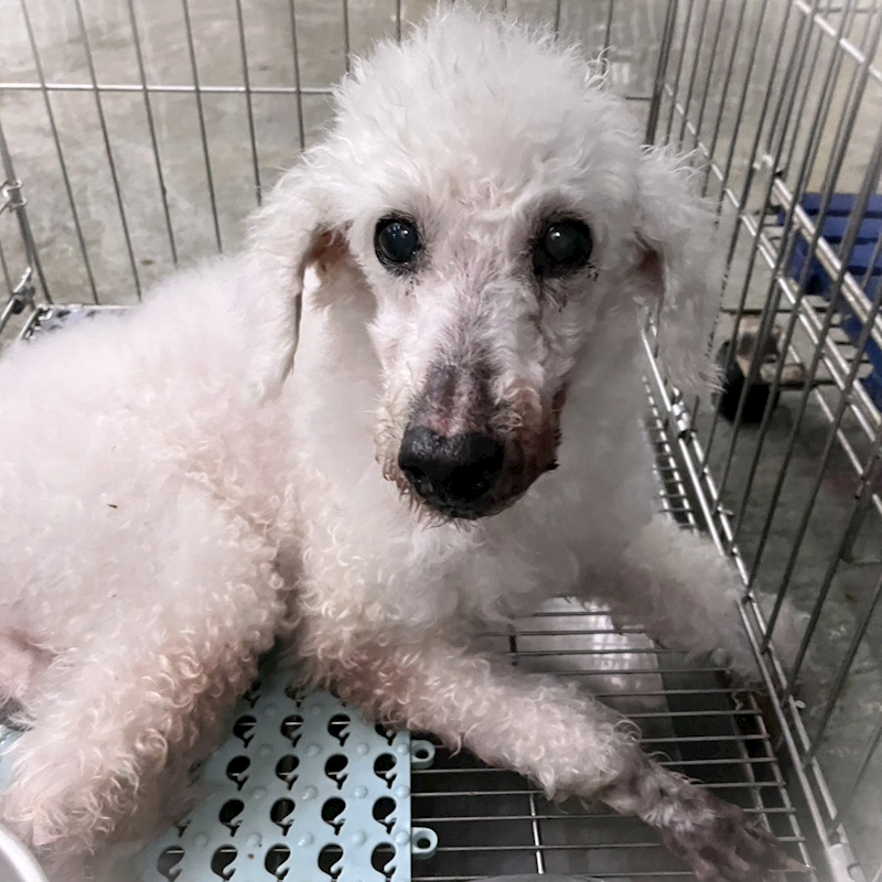 新北市新店區公立動物之家,編號:451240, 貴賓犬        
